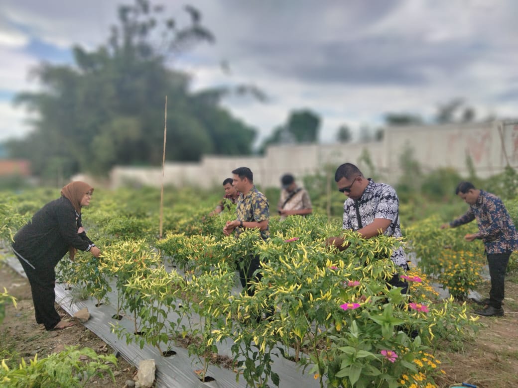 Pemanenan Tanahamn Cabai Di Kebun Pengadilan Negeri Labuha